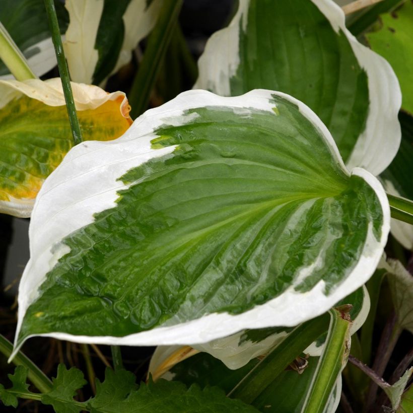 Hosta fortunei Patriot (Foliage)