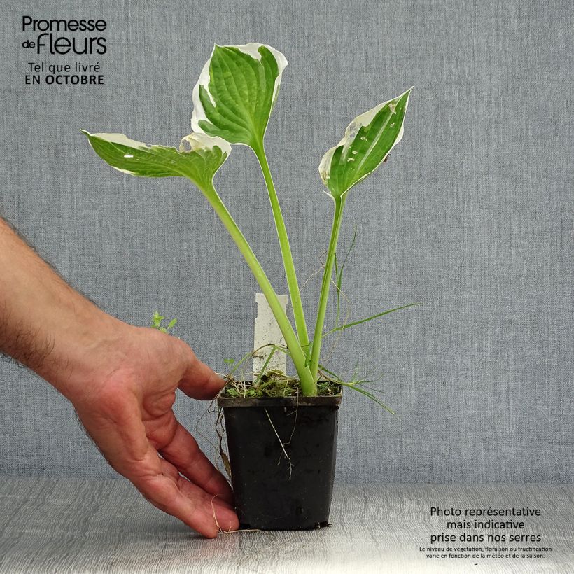 Spécimen de Hosta Patriot Godet de 8/9 cm tel que livré en automne