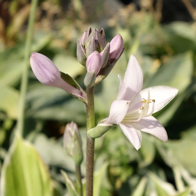 Hosta fortunei Patriot (Flowering)