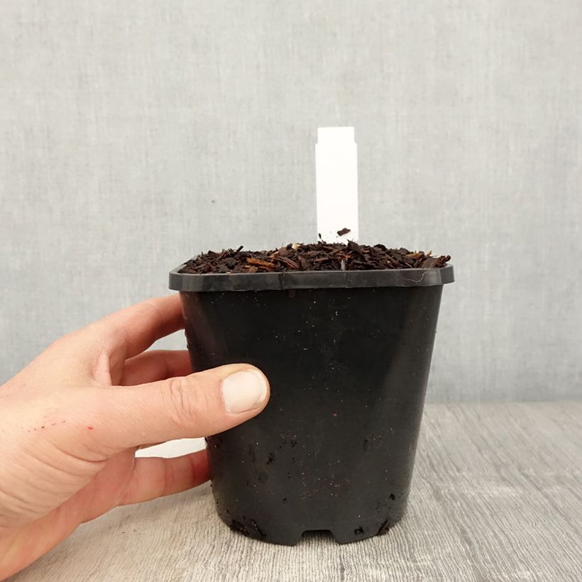 Spécimen de Hosta fortunei Twilight Pot de 1,5L/2L tel que livré au printemps