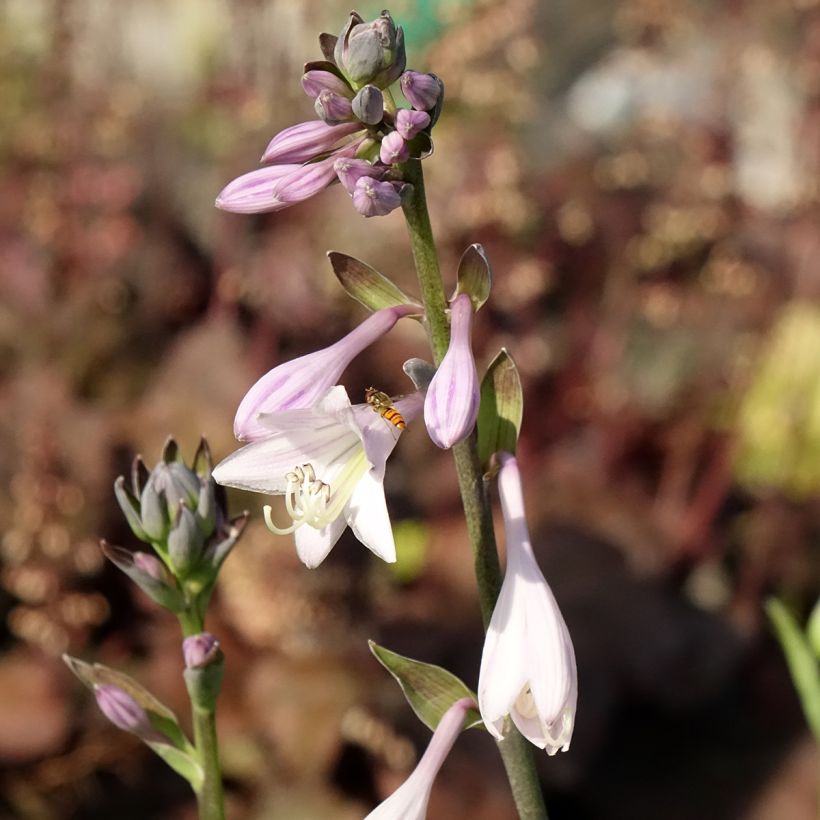 Hosta fortunei var hyacinthina (Floraison)