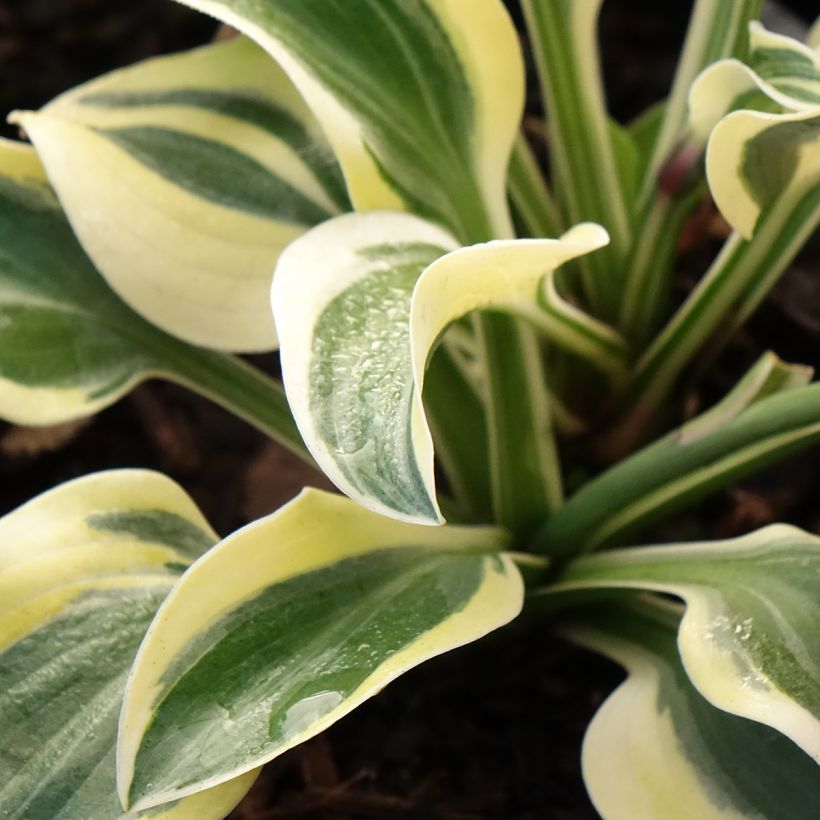 Hosta Frosted Mouse Ears (Foliage)