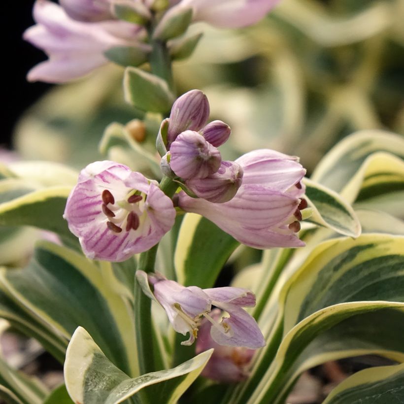 Hosta Frosted Mouse Ears (Flowering)