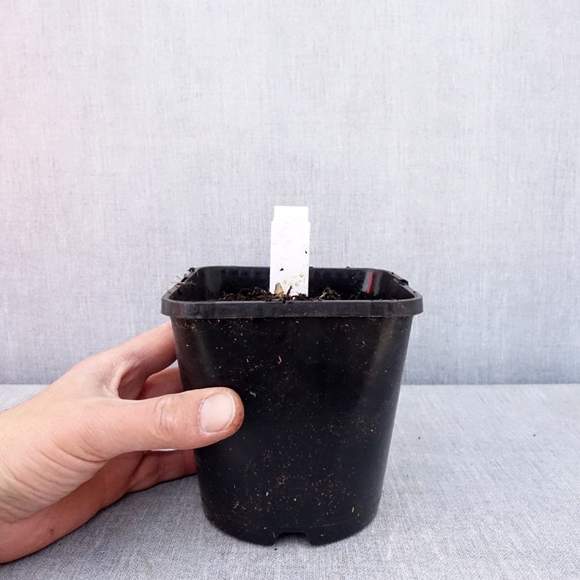 Example of Hosta Frosted Mouse Ears Pot de 1,5L/2L as you get in printemps