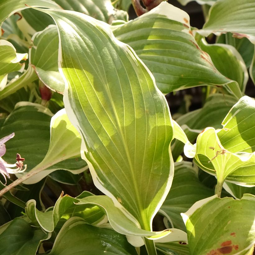 Hosta Frosted Raspberry (Feuillage)