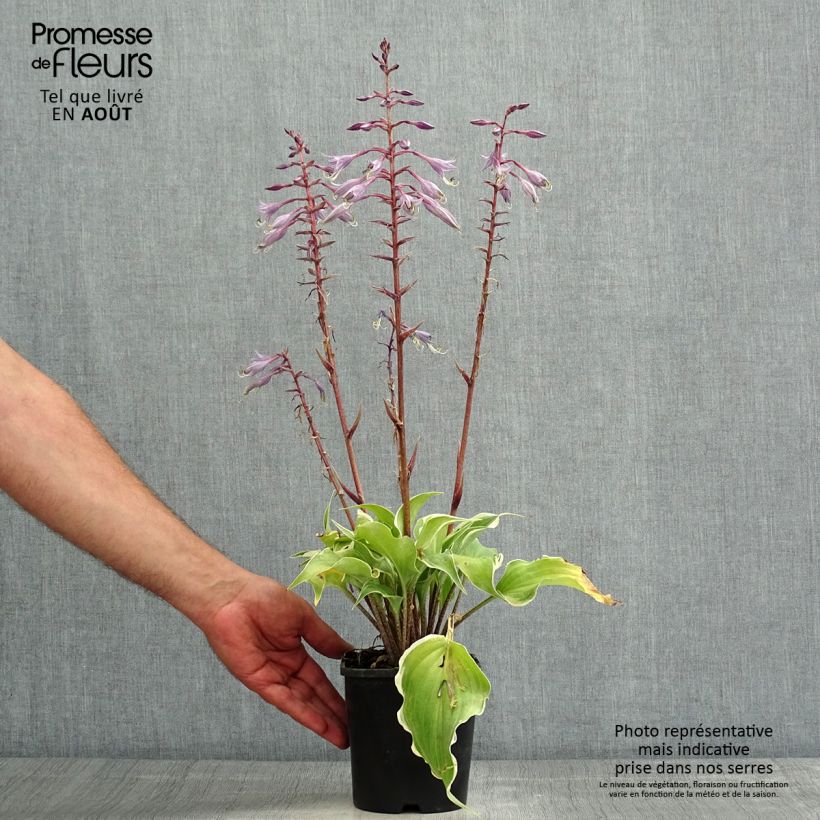 Spécimen de Hosta Frosted Raspberry Pot de 1,5L/2L tel que livré en été