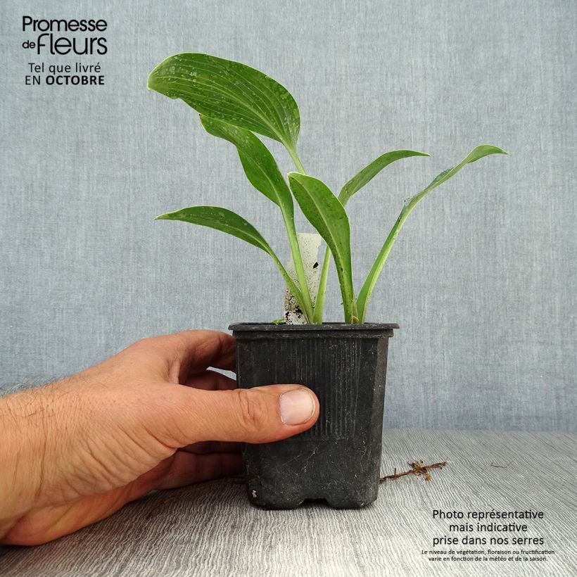 Spécimen de Hosta tardiana Halcyon - Hosta bleu Godet de 8/9 cm tel que livré en automne