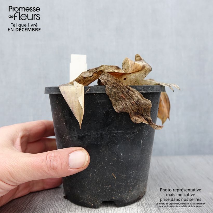 Spécimen de Hosta tardiana Halcyon - Hosta bleu Pot de 1L/1,5L tel que livré en automne