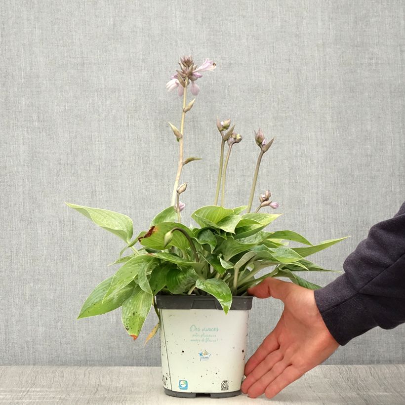 Spécimen de Hosta tardiana Halcyon - Hosta bleu Pot de 1L/1,5L tel que livré en été