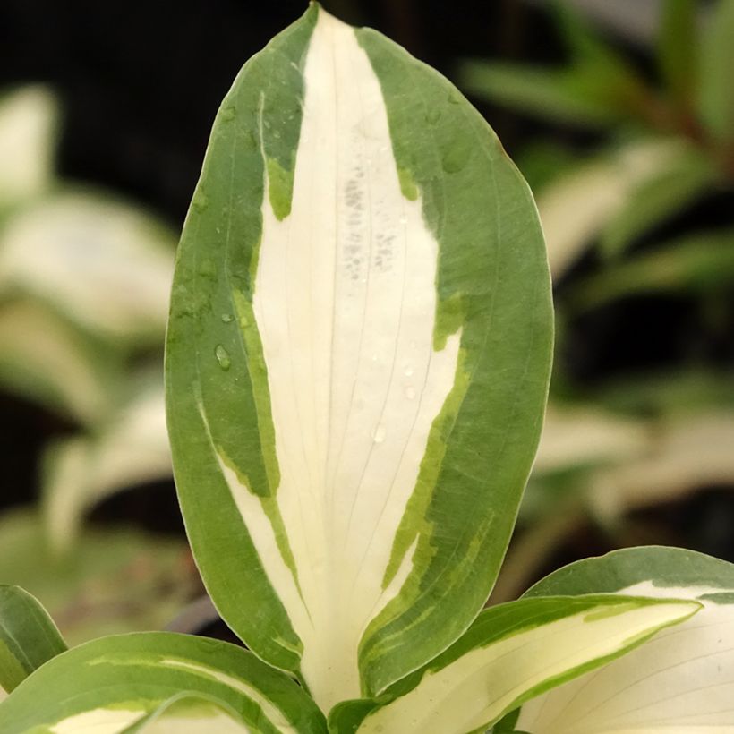 Hosta Hans (Feuillage)