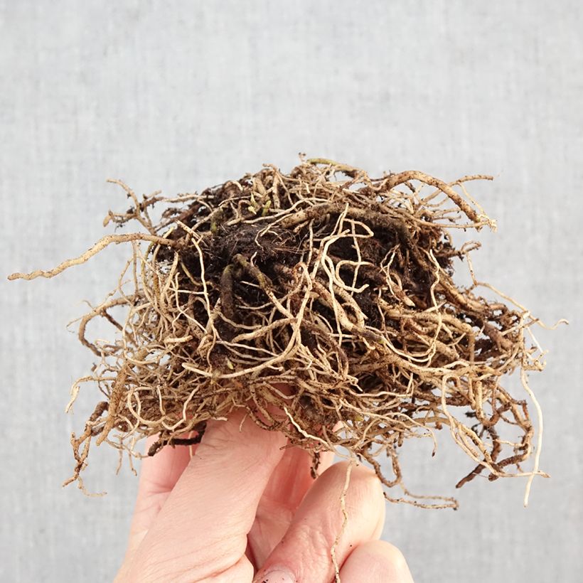 Spécimen de Hosta Hyuga Urajiro Racines nues, Qualité Extra équivalant à un pot de 2L tel que livré en hiver