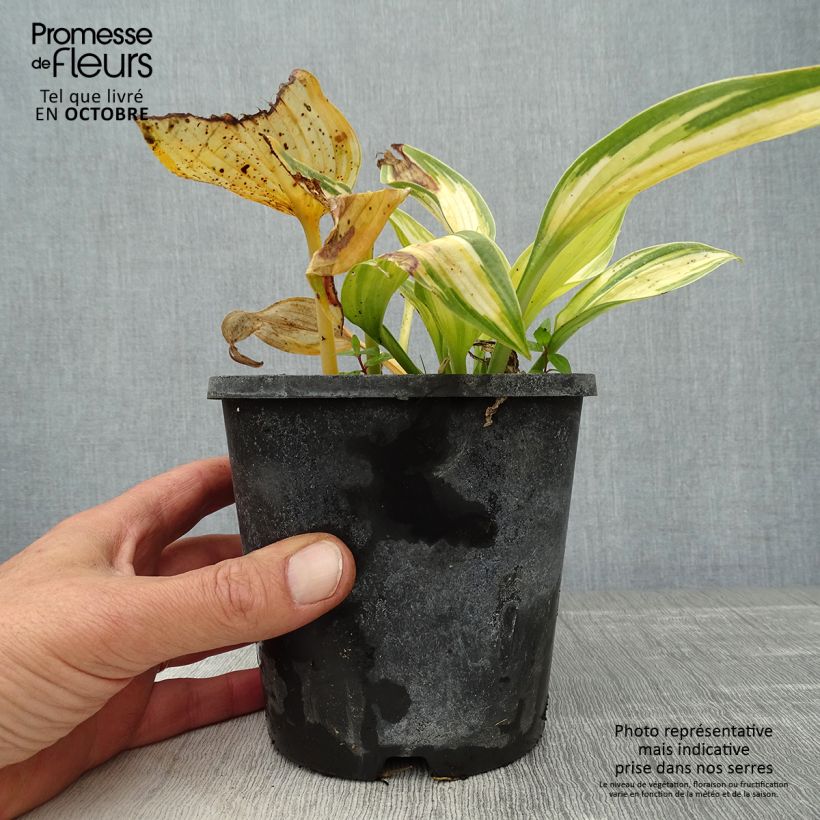 Spécimen de Hosta June Pot de 1,5L/2L tel que livré en automne