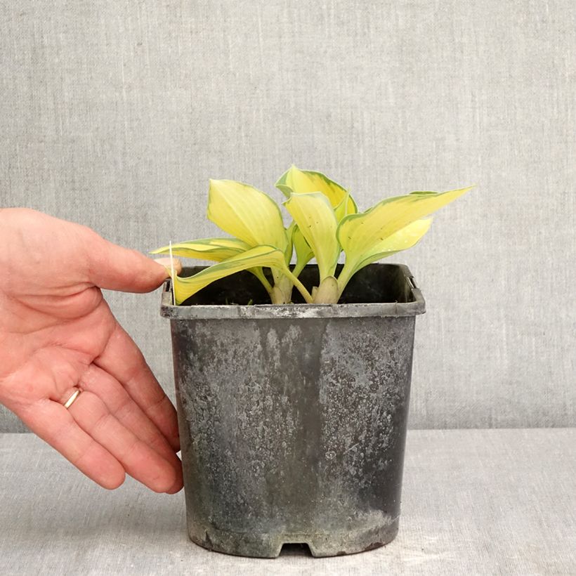 Spécimen de Hosta June Pot de 2L/3L tel que livré au printemps