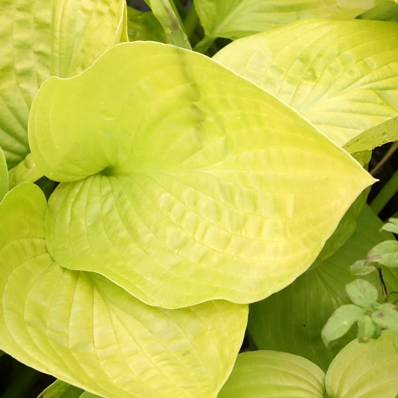 Hosta Ki Ren Jyaku (Feuillage)