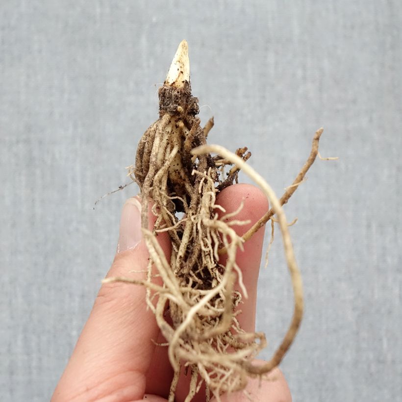 Spécimen de Hosta Ki Ren Jyaku Racines nues, Qualité Extra équivalant à un pot de 2L tel que livré en hiver