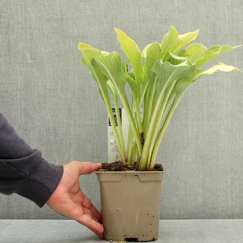 Spécimen de Hosta Krossa Regal Pot de 2L/3L tel que livré en été