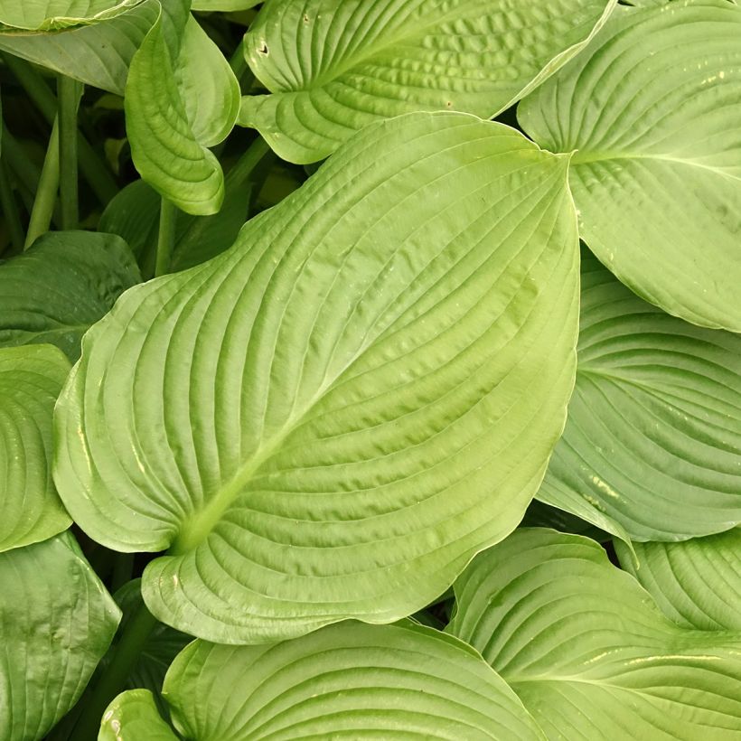 Hosta Lakeside Maverick (Feuillage)