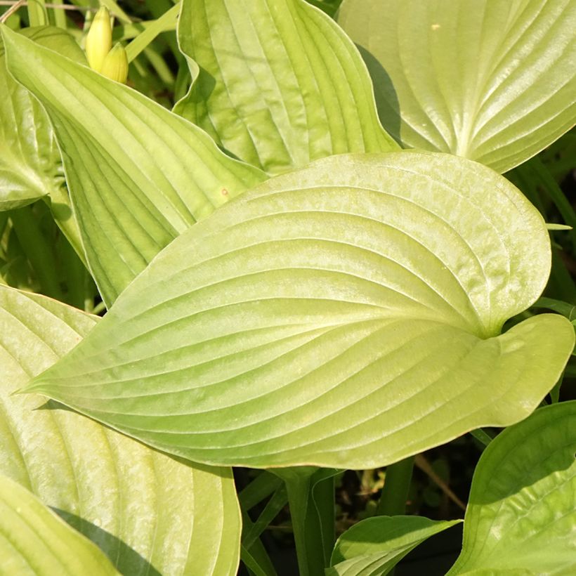 Hosta Lakeside Maverick (Floraison)