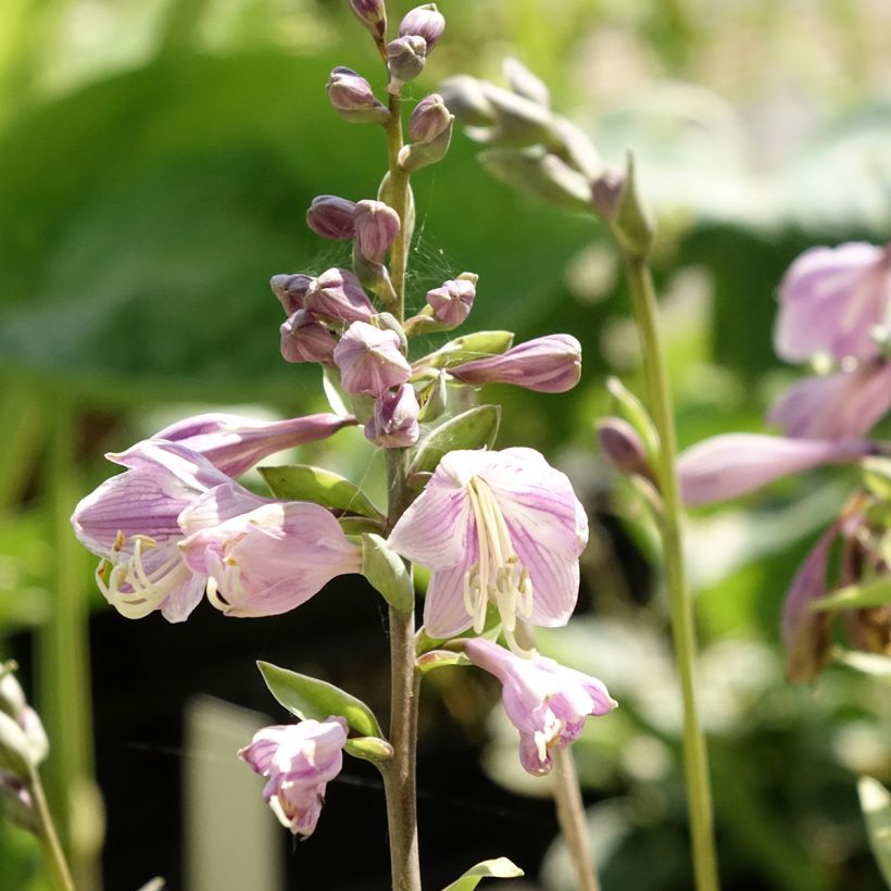 Hosta Limey Lisa (Flowering)