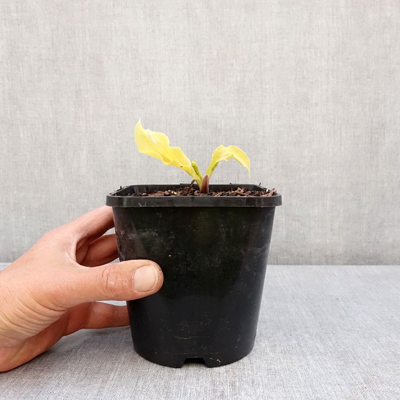 Example of Hosta Lipstick Blonde Pot de 1,5L/2L as you get in printemps