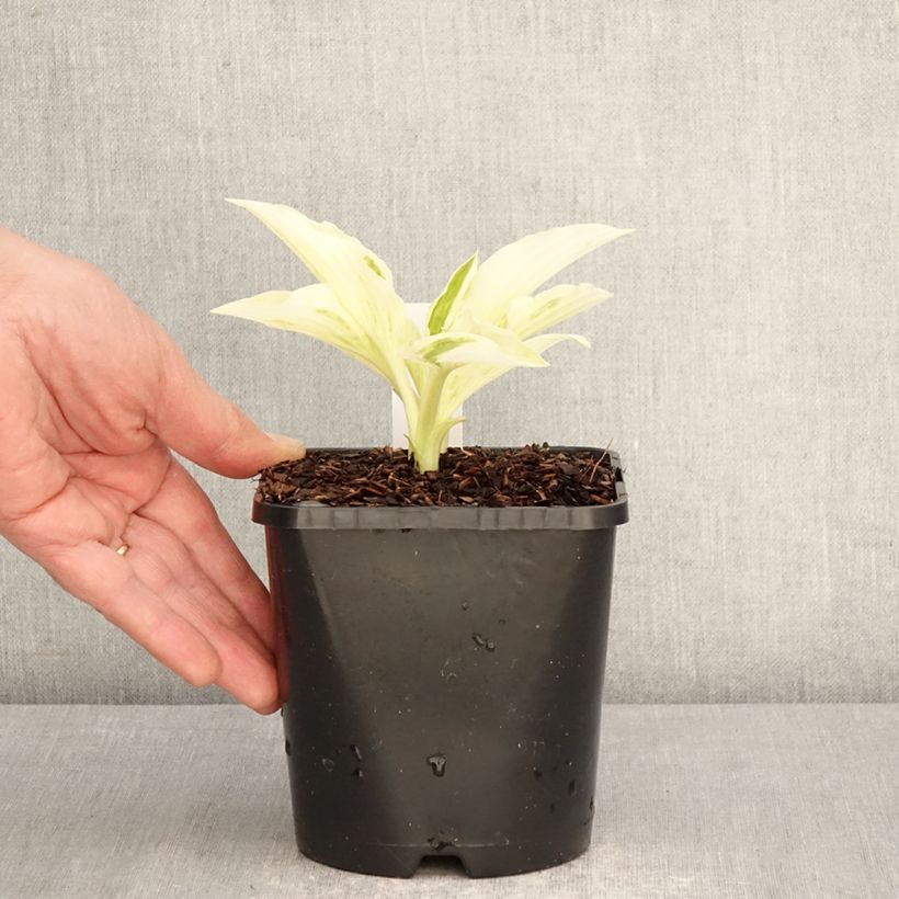 Spécimen de Hosta London Fog Pot de 1,5L/2L tel que livré au printemps