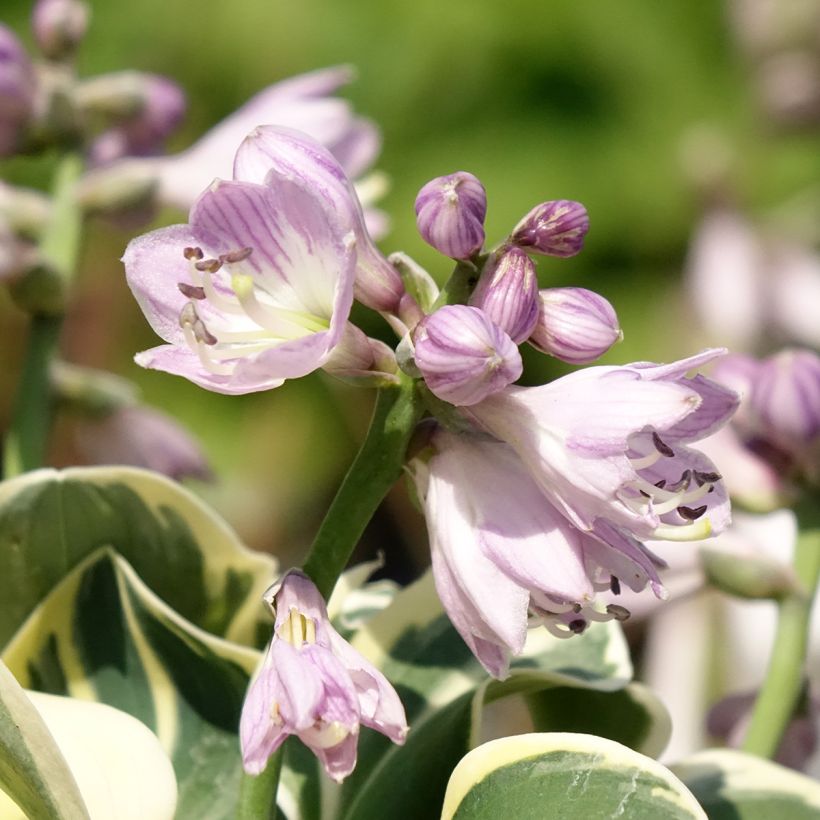Hosta Mighty Mouse (Floraison)