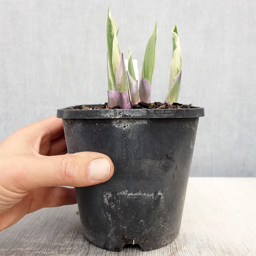 Example of Hosta Minuteman Pot de 1,5L/2L as you get in printemps