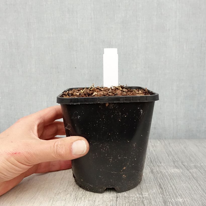 Spécimen de Hosta montana Yellow River Pot de 1,5L/2L tel que livré au printemps