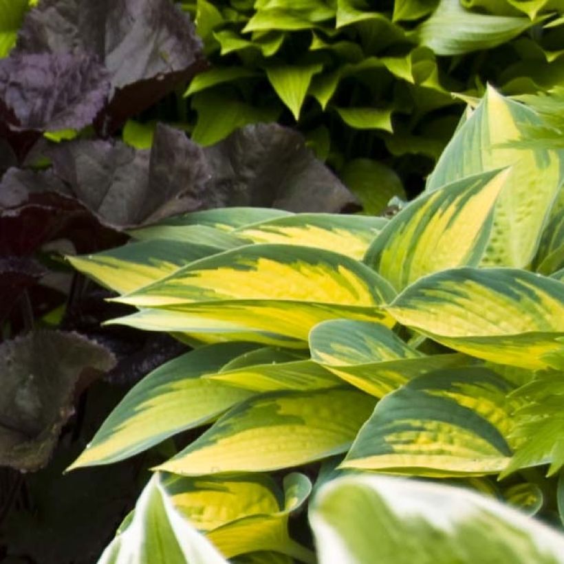 Hosta On Stage (Feuillage)