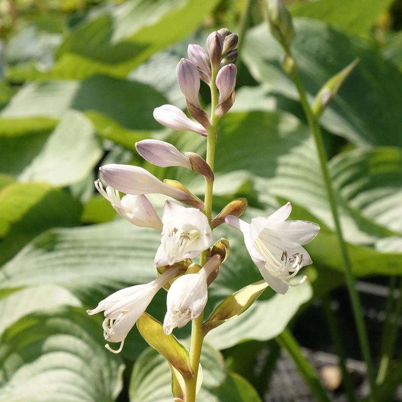 Hosta Orange Marmelade (Floraison)