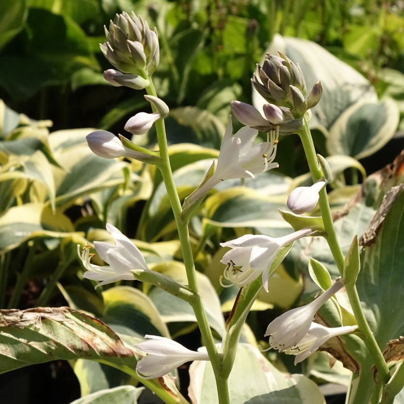 Hosta Orion's Belt (Floraison)