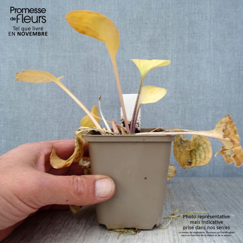 Spécimen de Hosta Paradise Island Godet de 8/9 cm tel que livré en automne