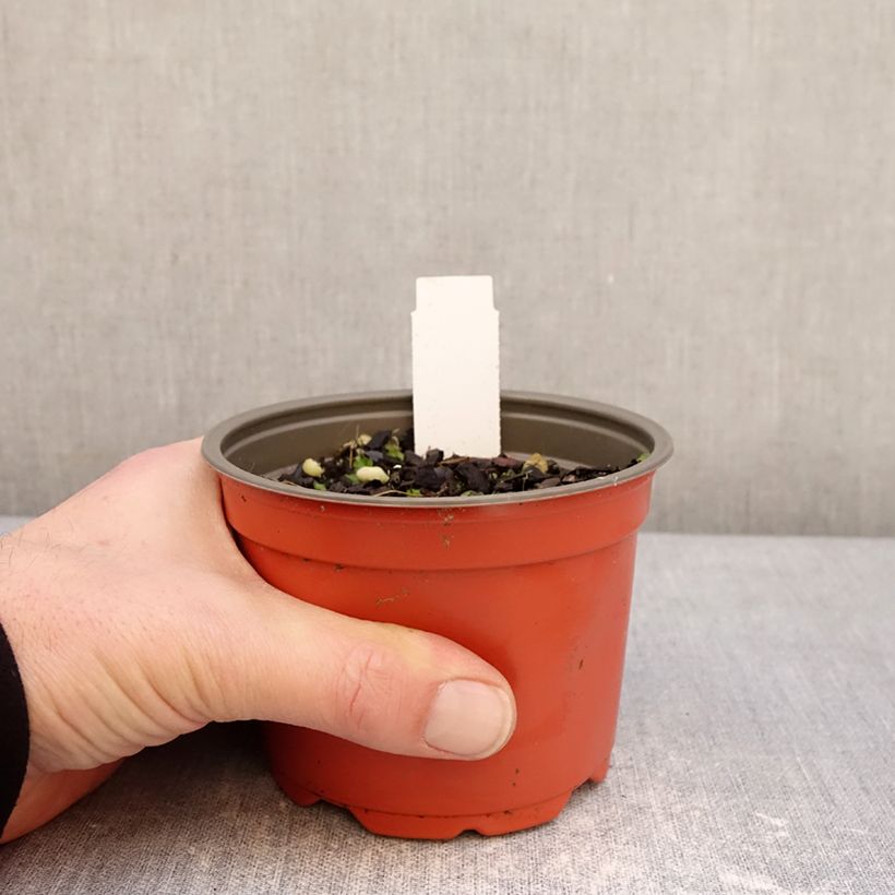 Example of Hosta Party Streamers Pot de 12 cm / 13 cm as you get in hiver