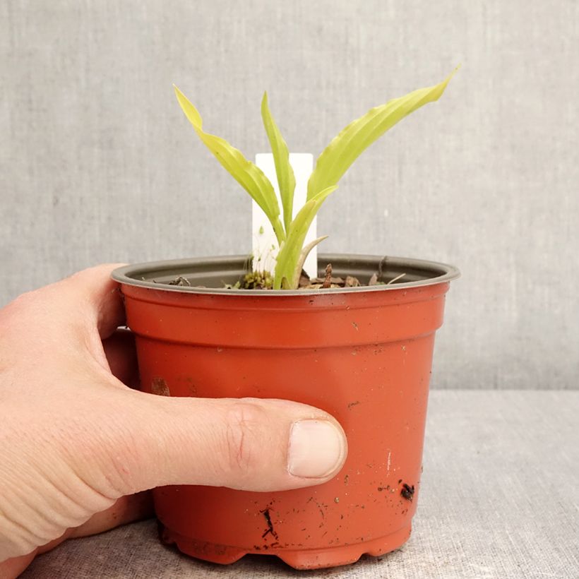 Spécimen de Hosta Party Streamers Pot de 12 cm / 13 cm tel que livré au printemps
