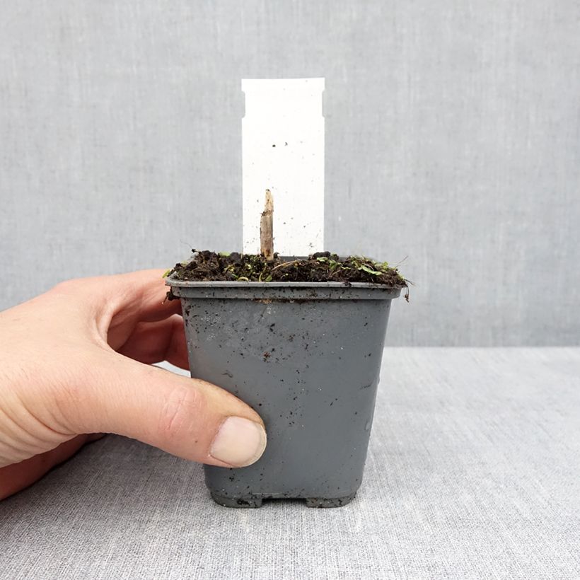 Example of Hosta Patriot s Fire Godet de 8/9 cm as you get in printemps