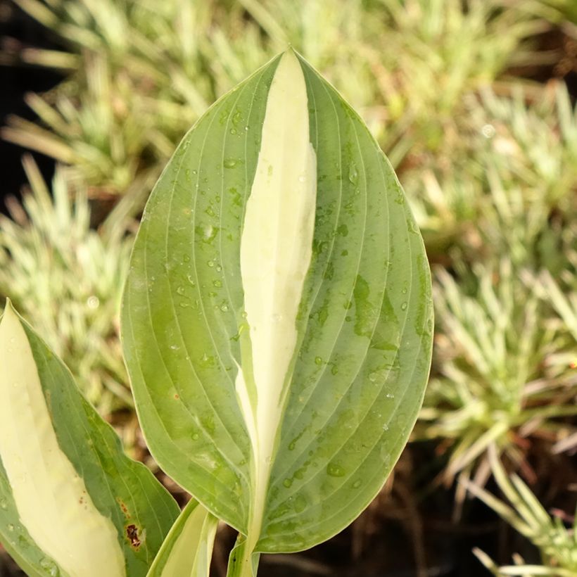Hosta Pin Up (Feuillage)