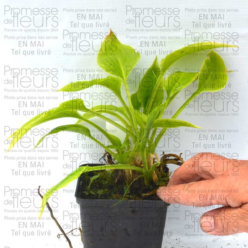Exemple de spécimen de Hosta plantaginea Aphrodite Godet de 8/9 cm tel que livré