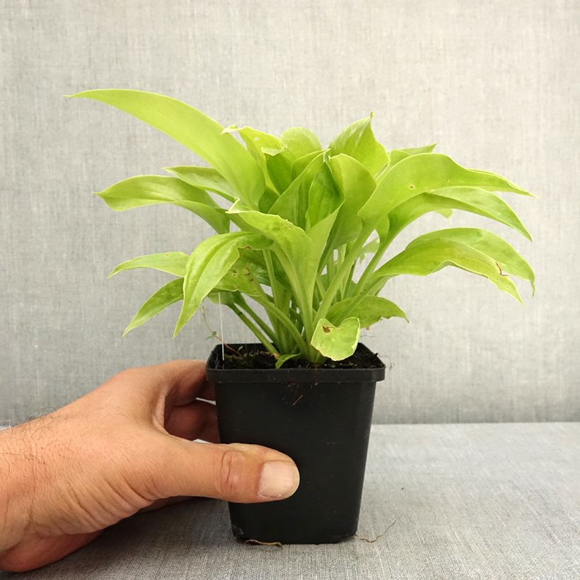 Spécimen de hosta plantaginea grandiflora Godet de 8/9 cm tel que livré en été