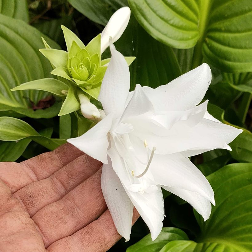 Hosta plantaginea Venus (Floraison)