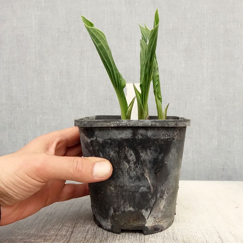 Spécimen de Hosta Praying Hands Pot de 1,5L/2L tel que livré au printemps