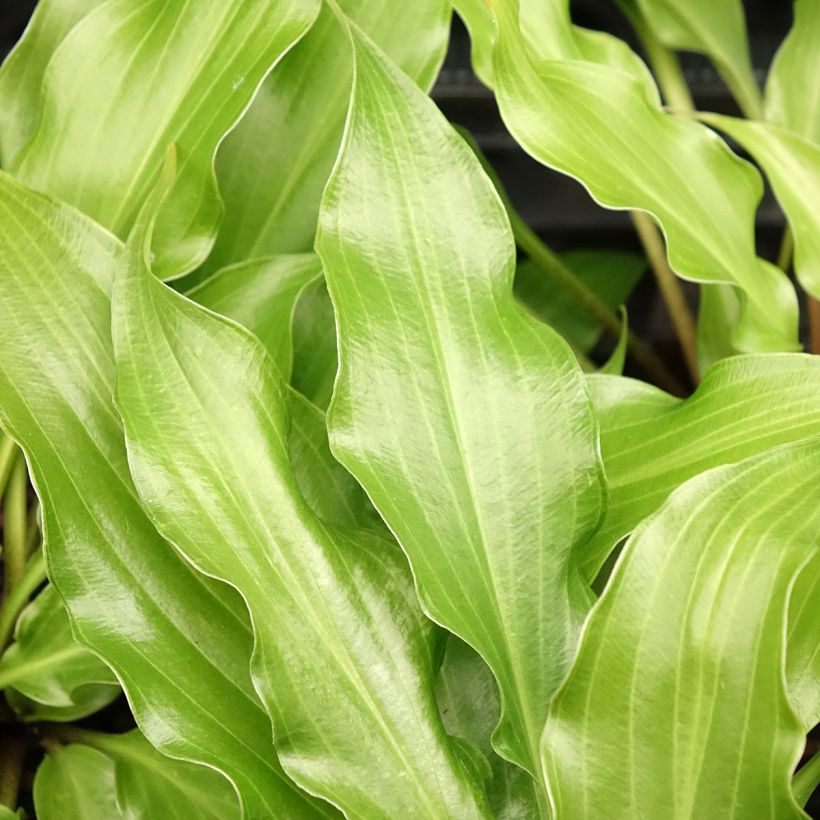 Hosta Raspberry Sorbet (Feuillage)