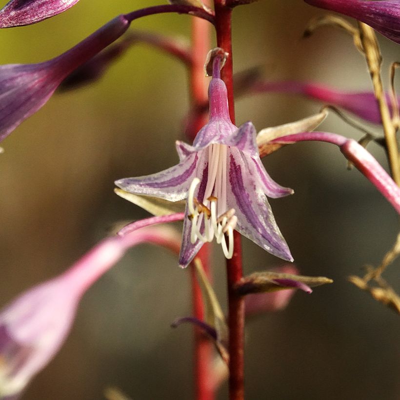Hosta Raspberry Sorbet (Floraison)