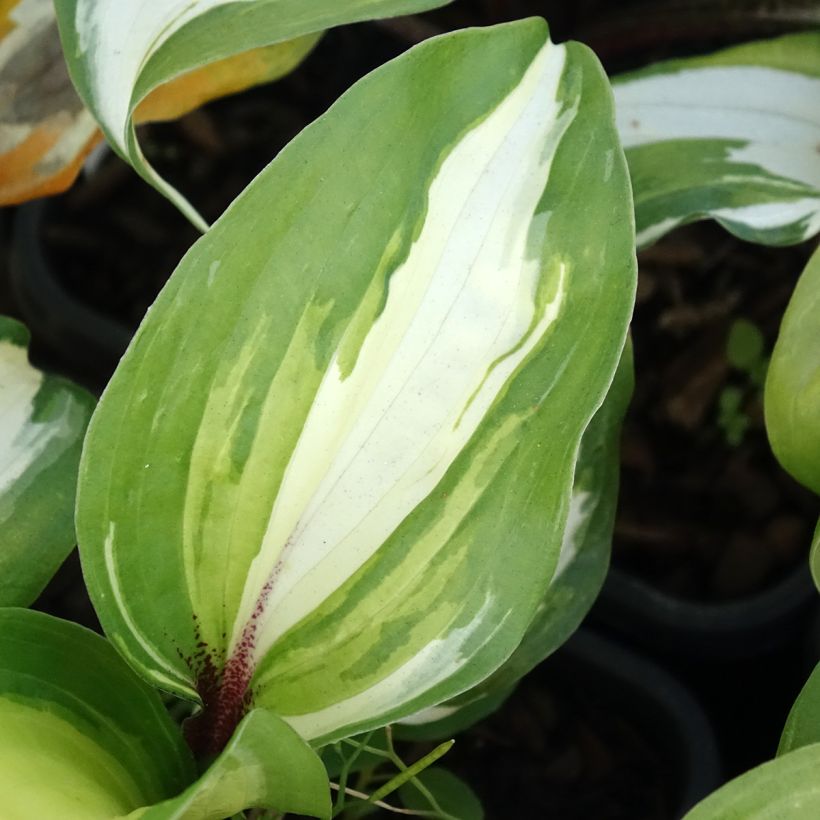 Hosta Raspberry Sundae (Feuillage)