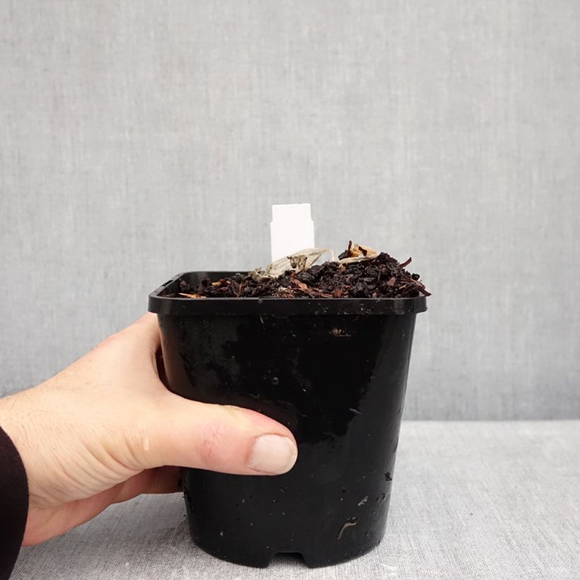 Spécimen de Hosta Remember Me Pot de 1,5L/2L tel que livré en automne