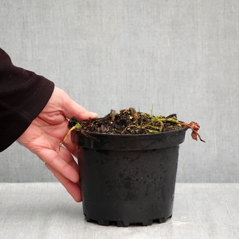 Spécimen de Hosta Sagae Pot de 1,5L/2L tel que livré en automne