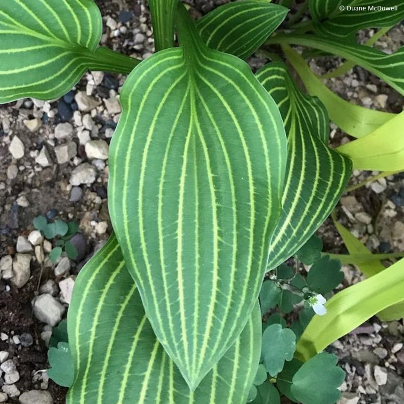Hosta Siberian Tiger (Feuillage)