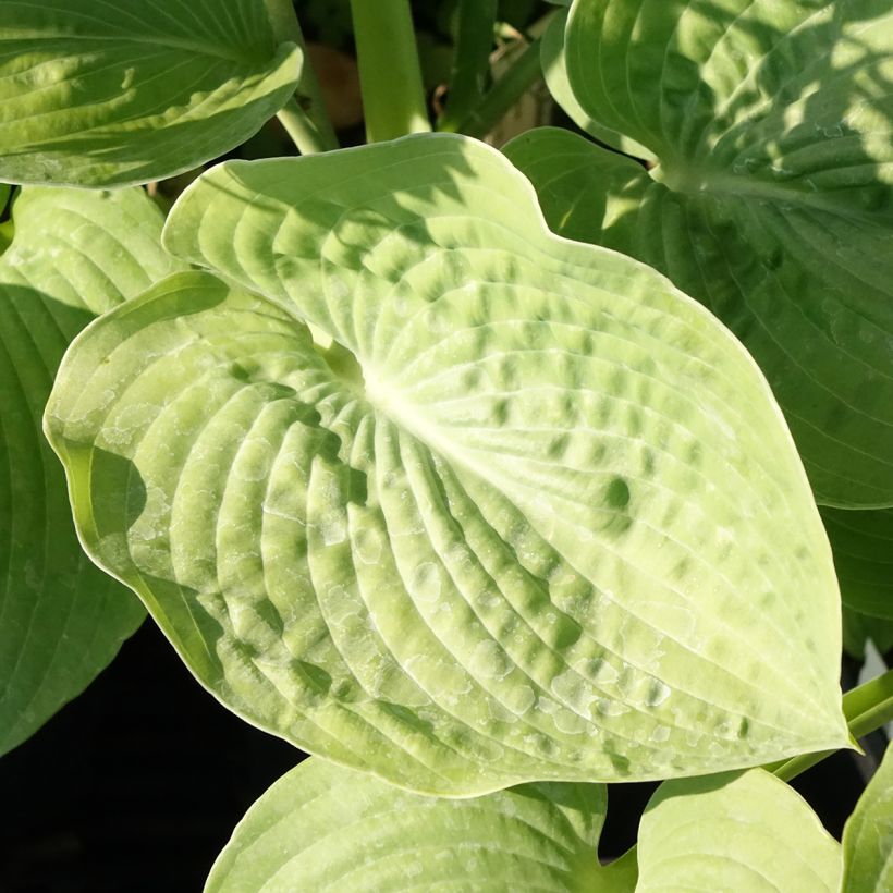 Hosta sieboldiana (Feuillage)
