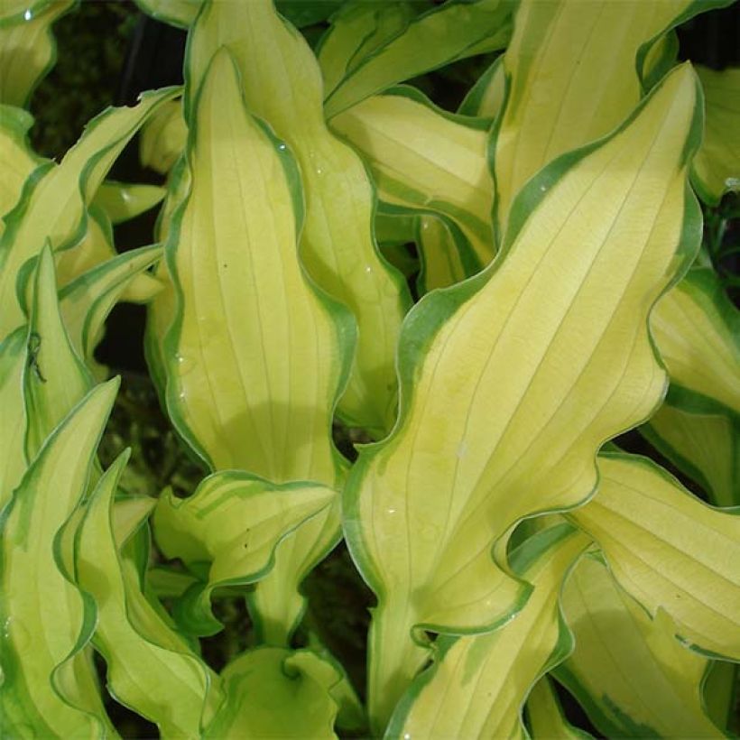 Hosta sieboldii Kabitan  (Foliage)