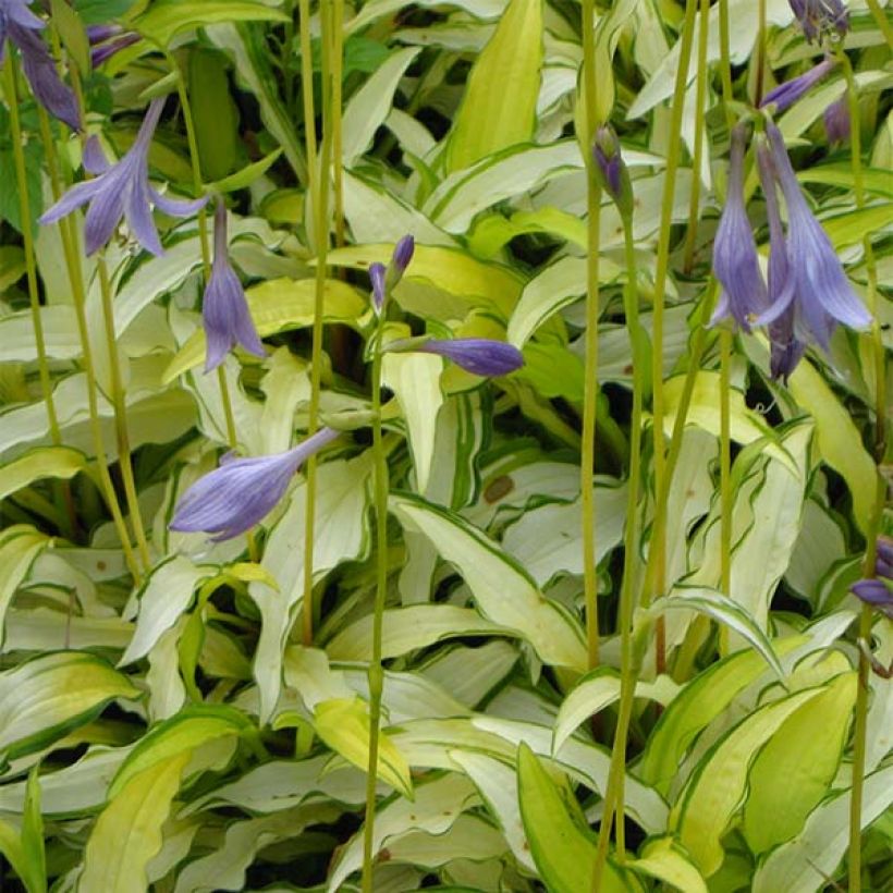 Hosta sieboldii Kabitan  (Flowering)