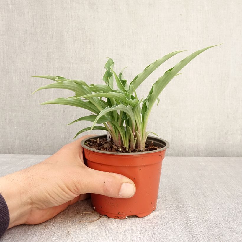Spécimen de Hosta Silly String Pot de 12 cm / 13 cm tel que livré au printemps